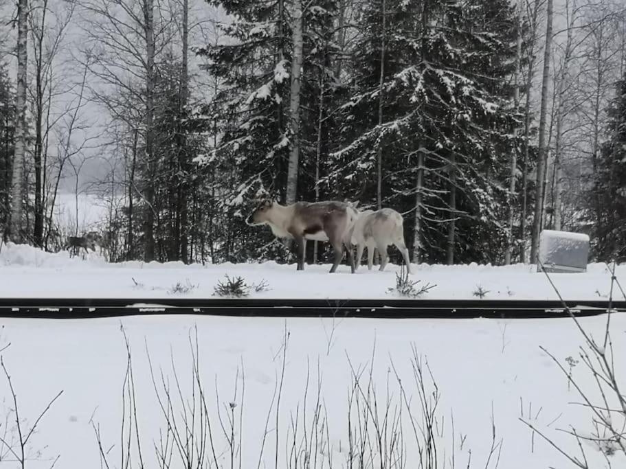 Willa Mukava Mummonmoekki Maaseudun Rauhassa Koivu Zewnętrze zdjęcie