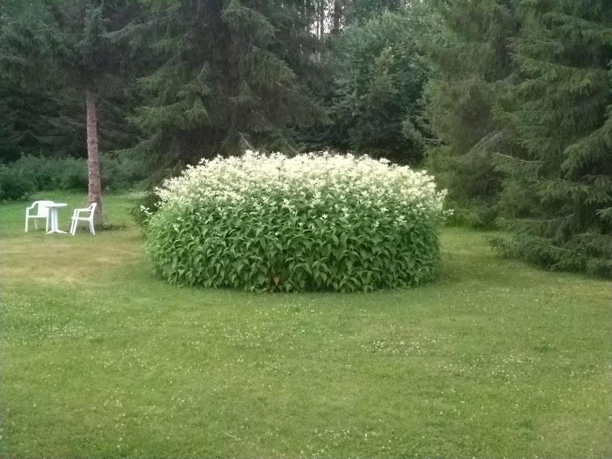 Willa Mukava Mummonmoekki Maaseudun Rauhassa Koivu Zewnętrze zdjęcie